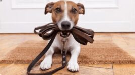 Dog Training