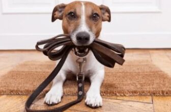 Dog Training