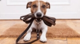 Dog Training & Behaviour Management Diploma