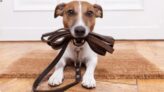 Dog Training & Behaviour Management Diploma